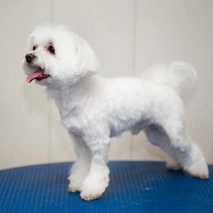 Maltese Dogs Razza - Prezzo, Temperamento & Foto | AnnunciAnimali
