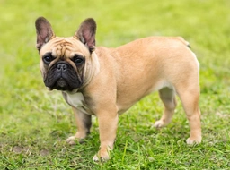 French Bulldog Dogs Breed - Information, Temperament, Size & Price | Lancaster Puppies