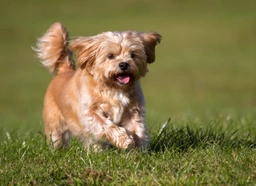 Shorkie Dogs Ras: Karakter, Levensduur & Prijs | Puppyplaats