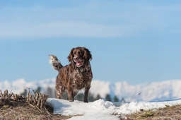 Wachtelhund Dogs Razza - Prezzo, Temperamento & Foto | AnnunciAnimali