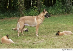 Mechelse Herder Dogs Ras: Karakter, Levensduur & Prijs | Puppyplaats