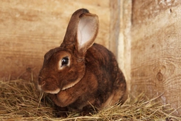 Rex Rabbits Breed - Information, Temperament, Size & Price | Pets4Homes