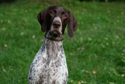 German Shorthaired Pointer Dogs Breed - Information, Temperament, Size & Price | Lancaster Puppies