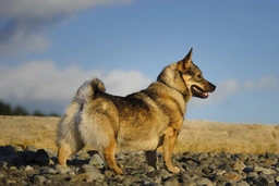 Swedish Vallhund Dogs Breed - Information, Temperament, Size & Price | Pets4Homes