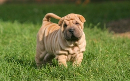Shar Pei Dogs Razza - Prezzo, Temperamento & Foto | AnnunciAnimali