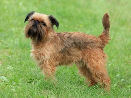 Griffon Bruxellois Dogs Breed - Information, Temperament, Size & Price | Pets4Homes