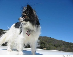 Vlinderhondje Dogs Ras: Karakter, Levensduur & Prijs | Puppyplaats