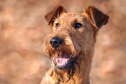 Irish Terrier Dogs Breed - Information, Temperament, Size & Price | Lancaster Puppies