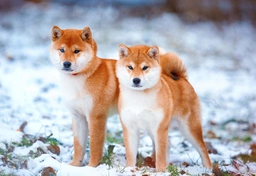Japanese Shiba Inu Dogs Breed - Information, Temperament, Size & Price | Pets4Homes