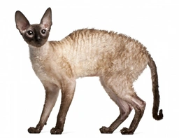 Cornish Rex Cats Razza - Prezzo, Temperamento & Foto | AnnunciAnimali