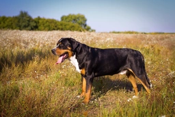 Greater Swiss Mountain Dog Dogs Breed - Information, Temperament, Size & Price | Pets4Homes