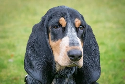 Basset Azul de Gascuña Dogs Raza - Características, Fotos & Precio | MundoAnimalia