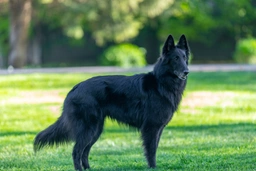 Groenendaeler Dogs Ras: Karakter, Levensduur & Prijs | Puppyplaats