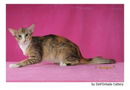 Javanés Cats Raza - Características, Fotos & Precio | MundoAnimalia