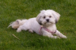 Malshi Dogs Ras: Karakter, Levensduur & Prijs | Puppyplaats