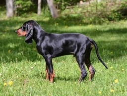 Coonhound Dogs Breed - Information, Temperament, Size & Price | Lancaster Puppies