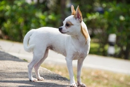 Chihuahua Dogs Razza - Prezzo, Temperamento & Foto | AnnunciAnimali