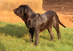 Fila Brasileiro Dogs Razza - Prezzo, Temperamento & Foto | AnnunciAnimali