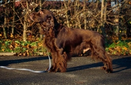 Field Spaniel Dogs Ras: Karakter, Levensduur & Prijs | Puppyplaats