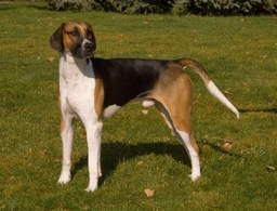 Foxhound Dogs Ras: Karakter, Levensduur & Prijs | Puppyplaats