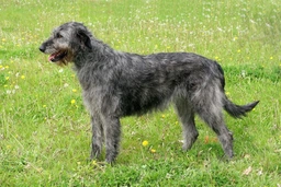 Irish Wolfhound Dogs Breed - Information, Temperament, Size & Price | Pets4Homes