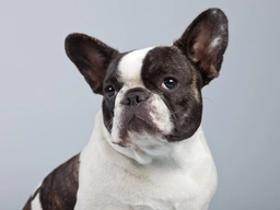 French Bulldog Dogs Breed - Information, Temperament, Size & Price | Lancaster Puppies