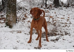 Vizsla korthaar Dogs Ras: Karakter, Levensduur & Prijs | Puppyplaats