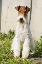 Fox Terrier Dogs Razza - Prezzo, Temperamento & Foto | AnnunciAnimali