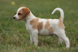 Kromfohrlander Dogs Breed - Information, Temperament, Size & Price | Pets4Homes