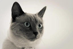 Balinese Cats Breed - Information, Temperament, Size & Price | Pets4Homes