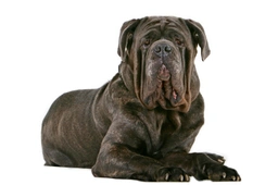 Mastino Napoletano Dogs Ras: Karakter, Levensduur & Prijs | Puppyplaats