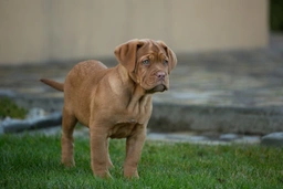 Dogue De Bordeaux Dogs Breed - Information, Temperament, Size & Price | Lancaster Puppies