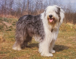 Old English Sheepdog Dogs Breed - Information, Temperament, Size & Price | Pets4Homes