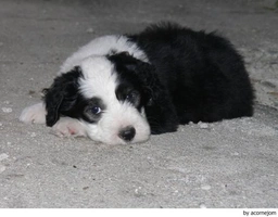 Old English Sheepdog Dogs Ras: Karakter, Levensduur & Prijs | Puppyplaats