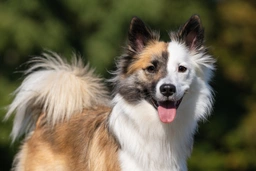 Pastor Islandés Dogs Raza - Características, Fotos & Precio | MundoAnimalia