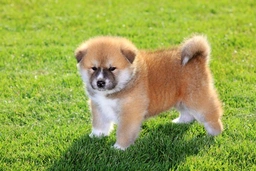Japanese Akita Inu Dogs Breed - Information, Temperament, Size & Price | Pets4Homes
