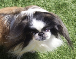 Pekingees Dogs Ras: Karakter, Levensduur & Prijs | Puppyplaats