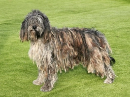 Bergamasco Dogs Ras: Karakter, Levensduur & Prijs | Puppyplaats