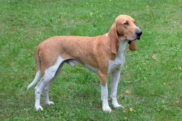 Segugio Svizzero Dogs Razza - Prezzo, Temperamento & Foto | AnnunciAnimali