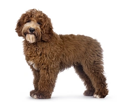 Australian Labradoodle Dogs Breed - Information, Temperament, Size & Price | Pets4Homes