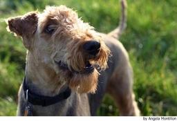 Airedale Terrier Dogs Breed - Information, Temperament, Size & Price | Pets4Homes