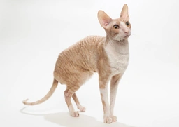 Cornish Rex Cats Razza - Prezzo, Temperamento & Foto | AnnunciAnimali