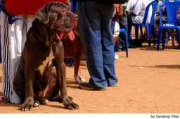 Mastino Napoletano Dogs Ras: Karakter, Levensduur & Prijs | Puppyplaats
