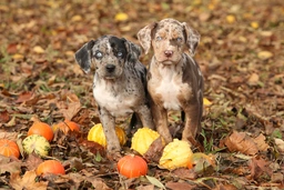 Catahoula Leopard Dog Dogs Breed - Information, Temperament, Size & Price | Pets4Homes