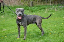 Presa Canario Dogs Breed - Information, Temperament, Size & Price | Pets4Homes