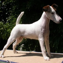 Fox Terrier Dogs Razza - Prezzo, Temperamento & Foto | AnnunciAnimali