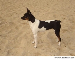 Gos Rater Valencià Dogs Raza - Características, Fotos & Precio | MundoAnimalia