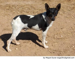 Ca Rater Mallorquí Dogs Raza - Características, Fotos & Precio | MundoAnimalia