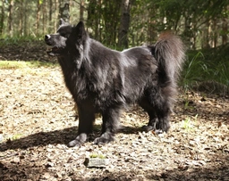 Pastor lapón de Suecia Dogs Raza - Características, Fotos & Precio | MundoAnimalia