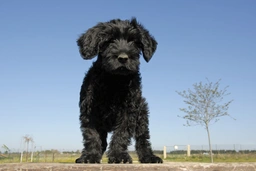 Portuguese Water Dog Dogs Breed - Information, Temperament, Size & Price | Lancaster Puppies